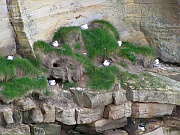 Highlands – Dunnet Head