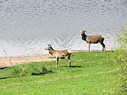 Highlands – Deer (Hirsche)