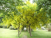 Scone Palace