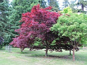 Scone Palace