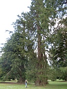 Scone Palace