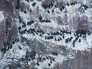 Guillemot (Lummen)