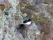 Razorbill (Tordalk)