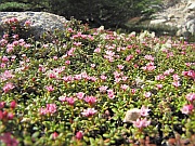 Purple Saxifrage