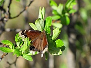 Mourning Cloak