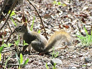 Gray Squirrel