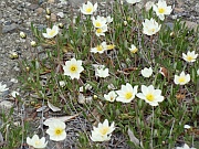 Mountain Avens