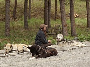 Sled Dog Demonstration