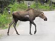 Moose