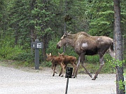 Moose