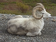 Dall Sheep