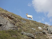 Dall Sheep