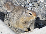 Arctic Ground Squirrel