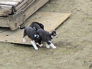 Susan Butcher Kennels