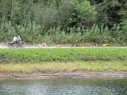 Susan Butcher Kennels