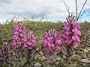 Eagle Summit (1123 m)