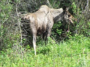 Moose