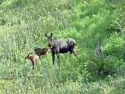 Moose