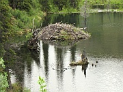Beavers And Ducks