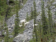 Dall Sheep