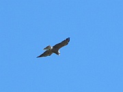 Short-tailed Hawk