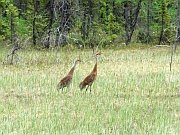 Sandhill Cranes