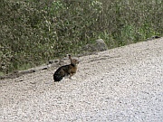 Mountain Hare