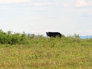 Black Bear