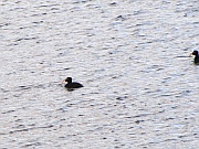 Two Moose Lake