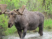 Moose