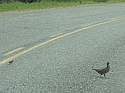 Ruffed Grouse
