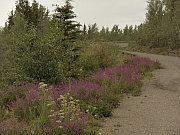 Silver Trail