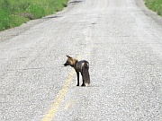 Fox