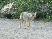 Coyote