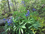 Arctic Lupine