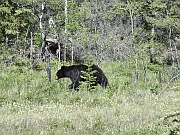 Black Bear