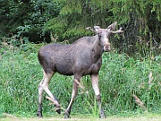 Fagernes – Elch