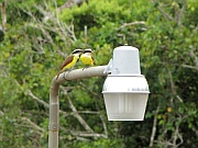 Boat-billed Flycatcher