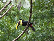 Swainson-Tukan