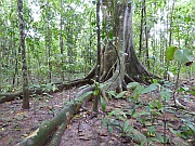 Parque nacional Corcovado