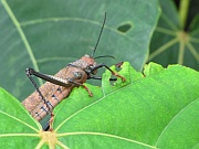 Riesenheuschrecke