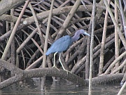 Blaureiher