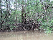 Mangrovenwald