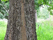 Dornenbaum