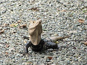Leguan