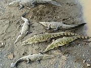 Krokodile