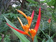Heliconia aurantiaca