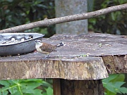 Rotnacken-Zaunkönig