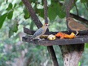 Hoffmannspecht und Gilbdrossel