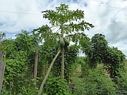 Papaya